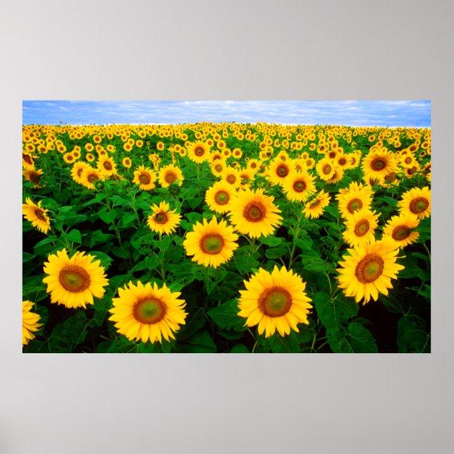 Affiche des tournesols (GRAND) (Devant)