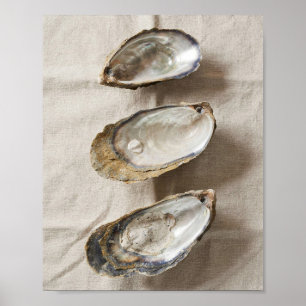 Affiche d'étude de la côte de coquille d'huître