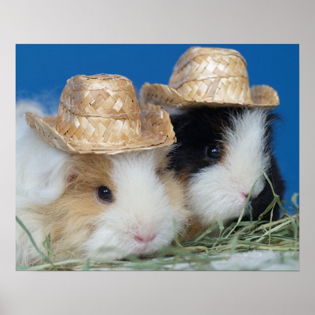 Affiche Deux Cochons d'Inde Mignons (Devant)