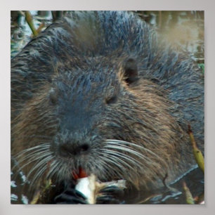 Affiche d'habitat de castor