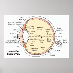 Affiche Diagramme Anatomique du Globe Oculaire Hum