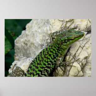 affiche d'iguanes