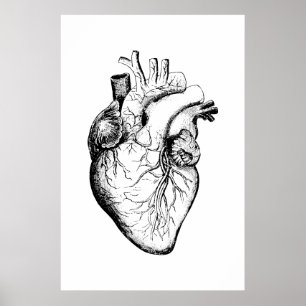Affiche d'illustration de l'anatomie cardiaque
