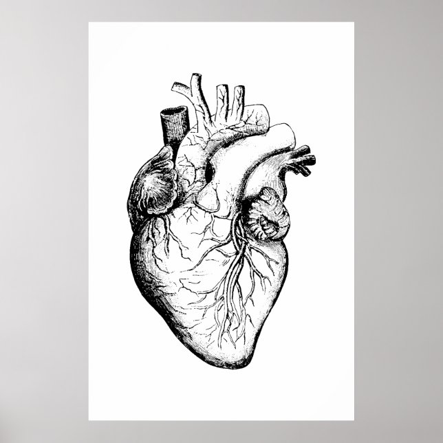 Affiche d'illustration de l'anatomie cardiaque (Devant)