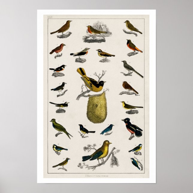 AFFICHE D'ILLUSTRATION DES OISEAUX vintages 1820 (Devant)