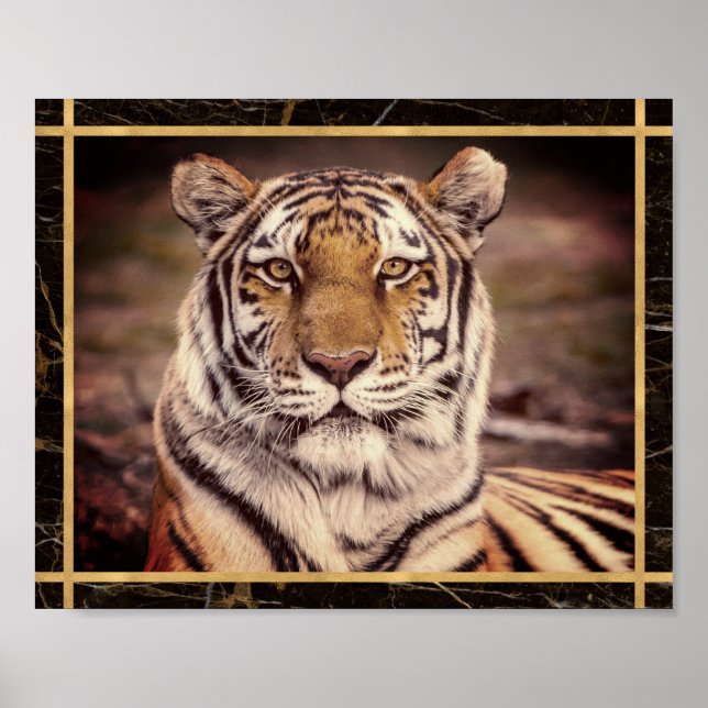 Affiche d'impression de photo d'image de gros chat (Devant)