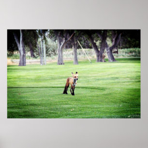affiche d'impression photographique couleur renard