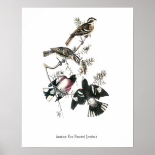 Affiche d'oiseau Grosbec à poitrine rose d'Audubon