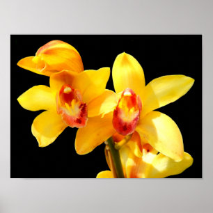 Affiche d'orchidée Cymbidium jaune