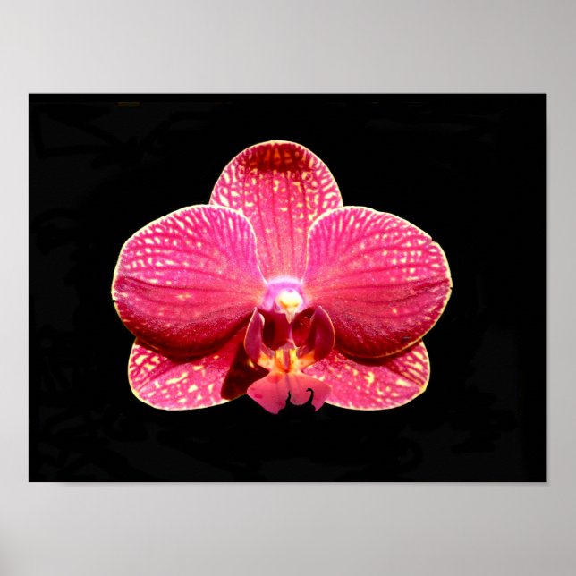 Affiche d'orchidée papillon (Devant)
