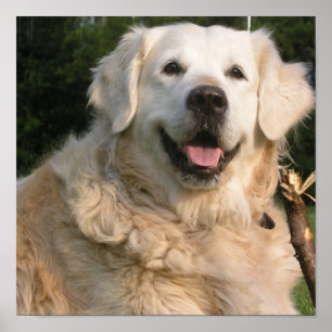 Affiche douce de golden retriever