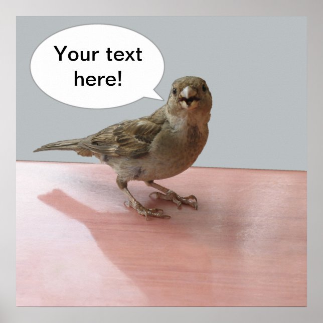 Affiche du Bruant (Devant)