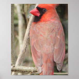 Affiche du cardinal