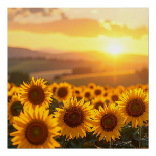 Affiche du coucher de soleil au tournesol doré
