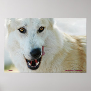 Affiche du loup arctique