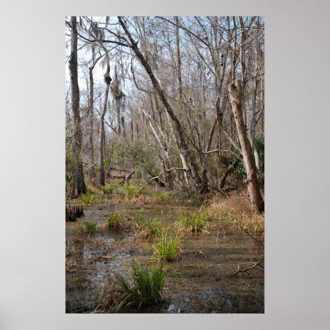 Affiche du marais de Louisiane (Devant)