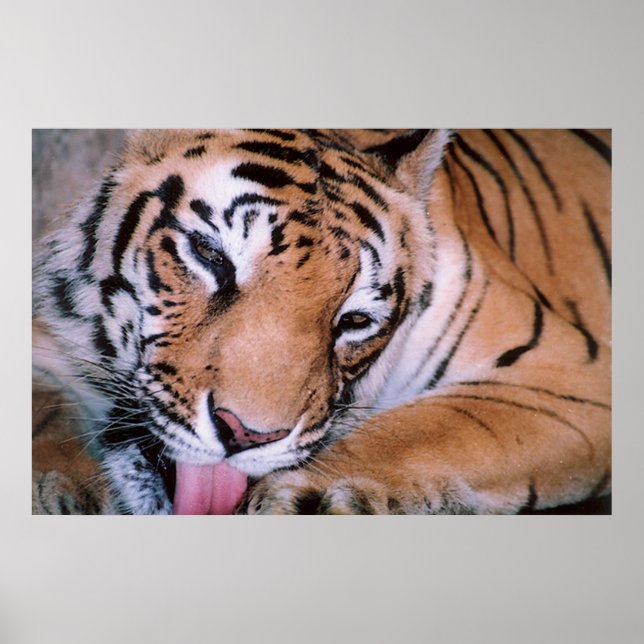 Affiche du nettoyage du tigre du Bengale (Devant)