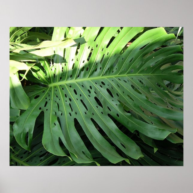 Affiche du Plante de l'oreille tropicale éléphante (Devant)