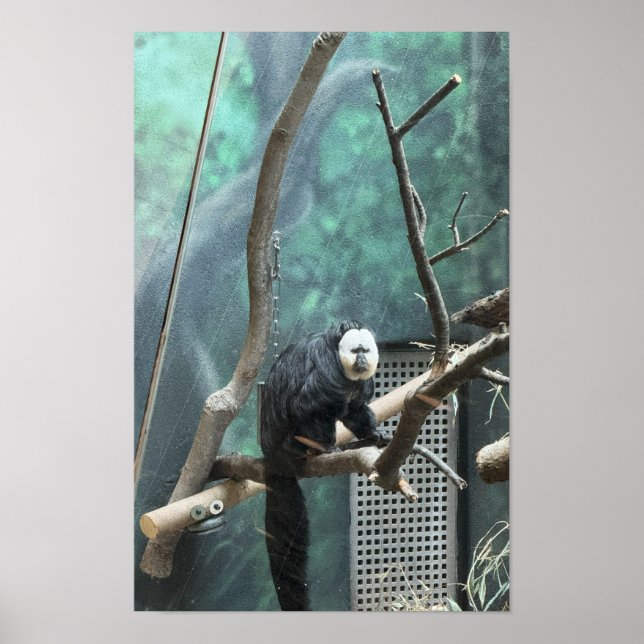Affiche du singe saki à face blanche (Devant)
