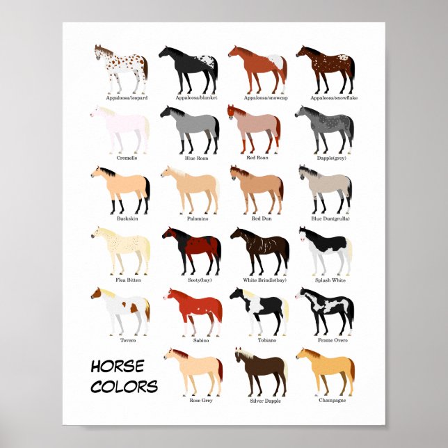 affiche du tableau des couleurs du cheval (Devant)