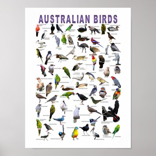 Affiche du tableau des oiseaux australiens (Devant)