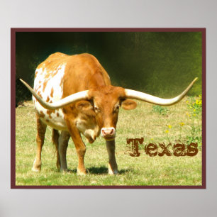 Affiche du Texas de bétail de Longhorn