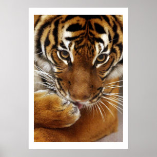 Affiche du Tigre #1 en Malaisie