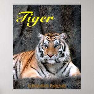 Affiche du Tigre au repos