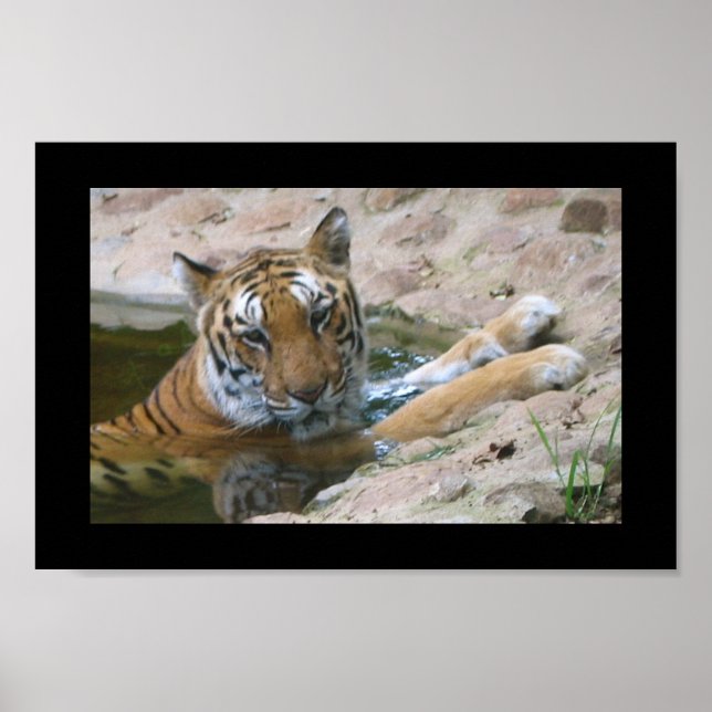 affiche du visage de tigre (Devant)