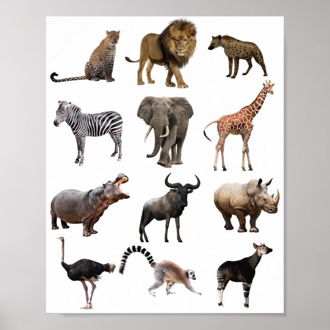 affiche éducative animal africain (Devant)