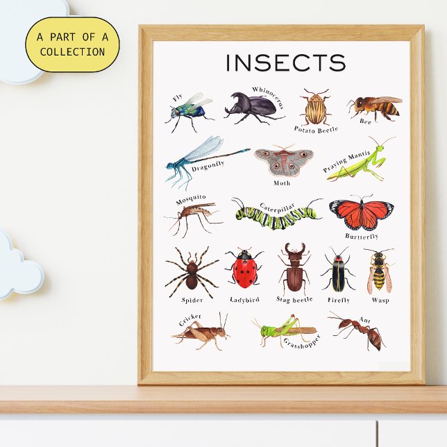 Affiche éducative sur les insectes (Créateur téléchargé)