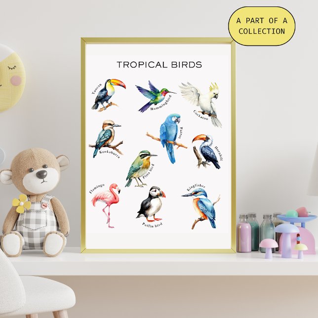 Affiche éducative sur les oiseaux tropicaux (Créateur téléchargé)