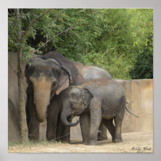 affiche éléphant4