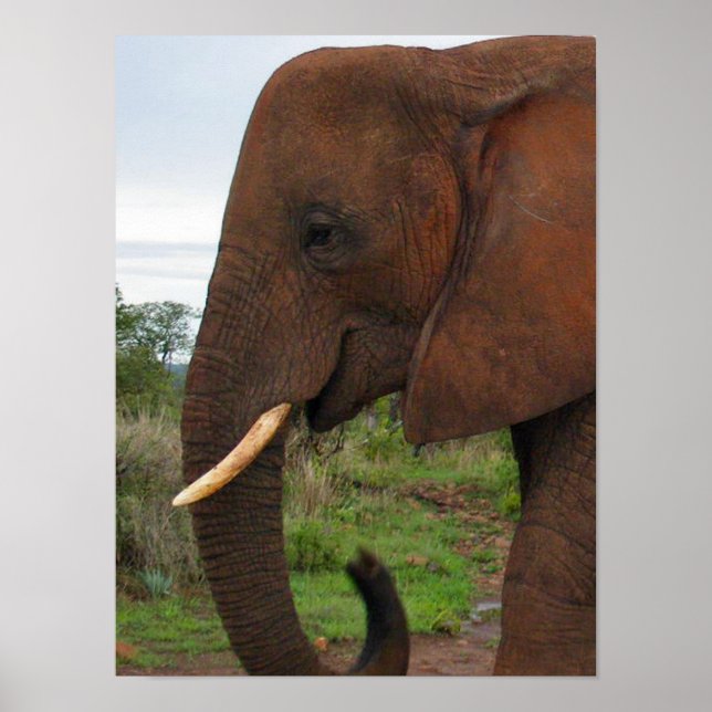 Affiche Elephant Upclose in Africa (Devant)
