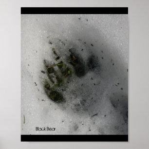 Affiche Empreinte d'Ours