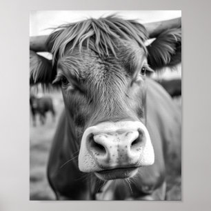 Affiche en noir et blanc de vache allant au Ranch