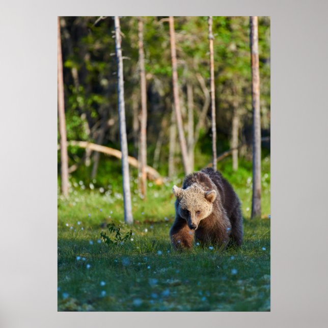 Affiche européenne de l'ours brun (Devant)