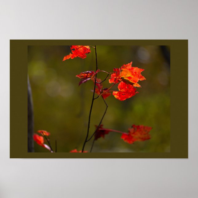 Affiche Feuilles et Branches Rouges (Devant)