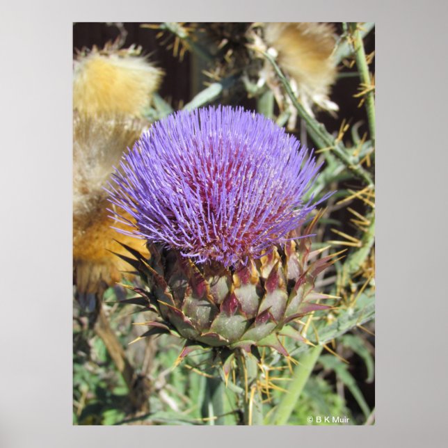 Affiche - Fleur de chardon violet unique (Devant)