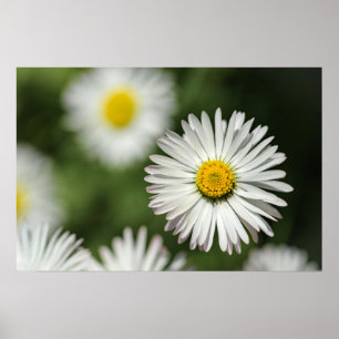 Affiche Fleur de Marguerite en Fleur