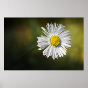 Affiche Fleur de Marguerite Floral Photographie de