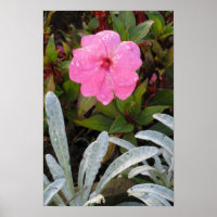 Affiche Fleur humide