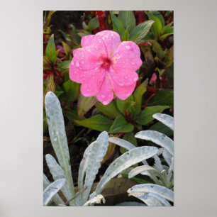 Affiche Fleur humide