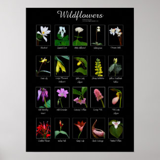 affiche fleur sauvage