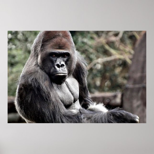 AFFICHE GLOSS SUR TOILE CANVAS PREMIUM GORILLA 36  (Devant)
