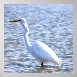 Affiche Great Egret