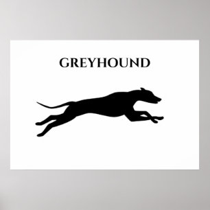 Affiche Greyhound.