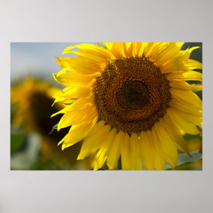 Affiche - Gros plan sur un beau tournesol jaune