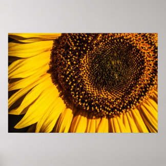 Affiche - Gros plan tournesol