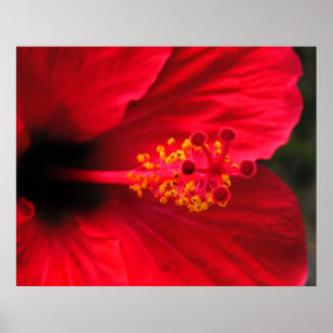 Affiche Hibiscus Rouge